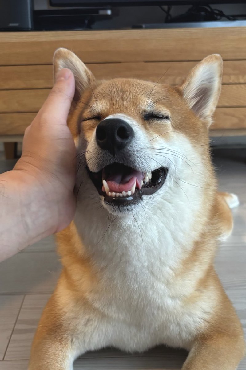 柴犬しばみ (@shibami_) / Posts / X