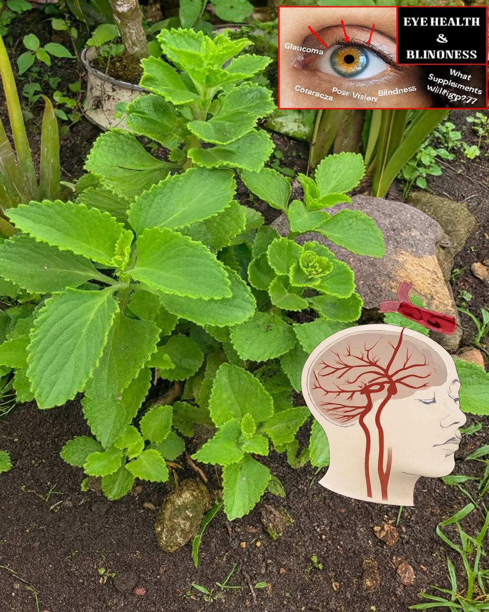 JoelOptimist1's tweet photo. 👀 The BEST plant for eyesight, immunity, and even skin health?
Most people overlook it… but it’s growing right in your garden! 🌿
A THREAD 🧵👇 https://t.co/alDa5K2rV9