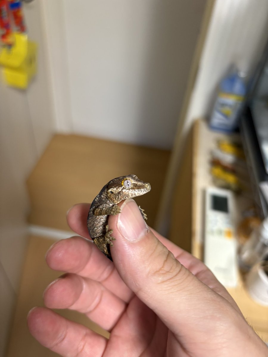 新しい家族が来ました🥰
大事に育てます！！

 #ガーゴイルゲッコー