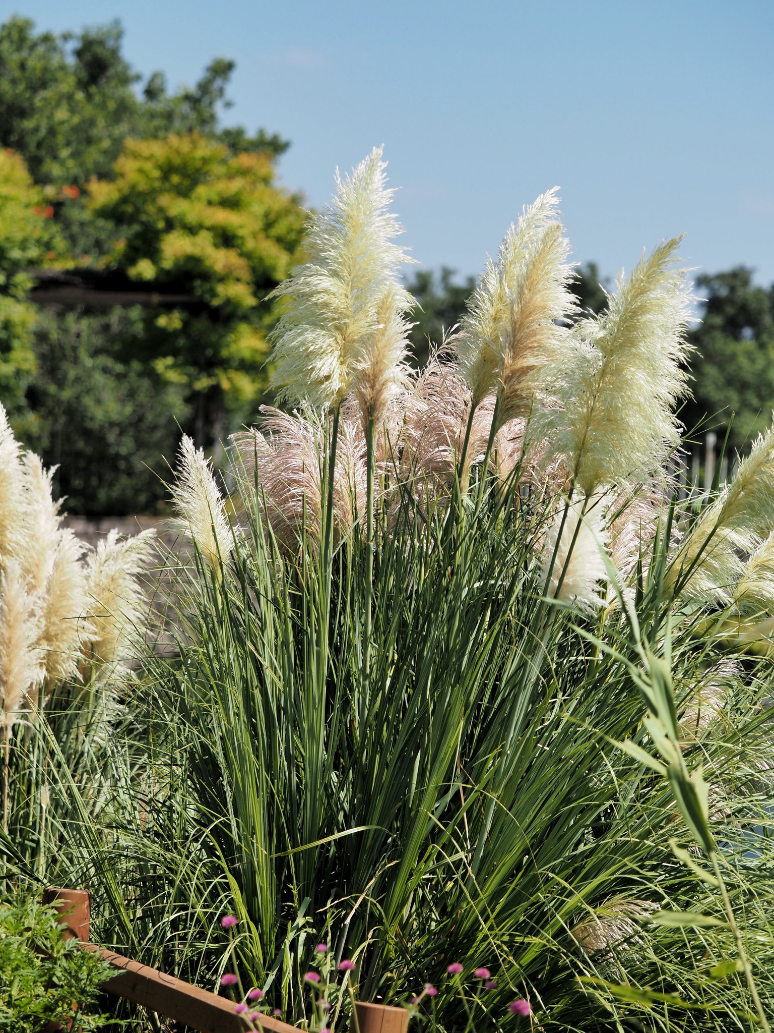 miyuu♡♡さま 専用 パンパスグラス穂 楽天市場】パンパスグラス（花の苗物｜苗物）：ガーデニング