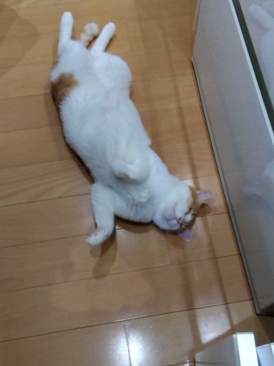 まるは冷蔵庫前でゴロゴロしがち🐱
ちびは床でゴロゴロしない❌️

#猫好きさんと繋がりたい #白茶猫男子部