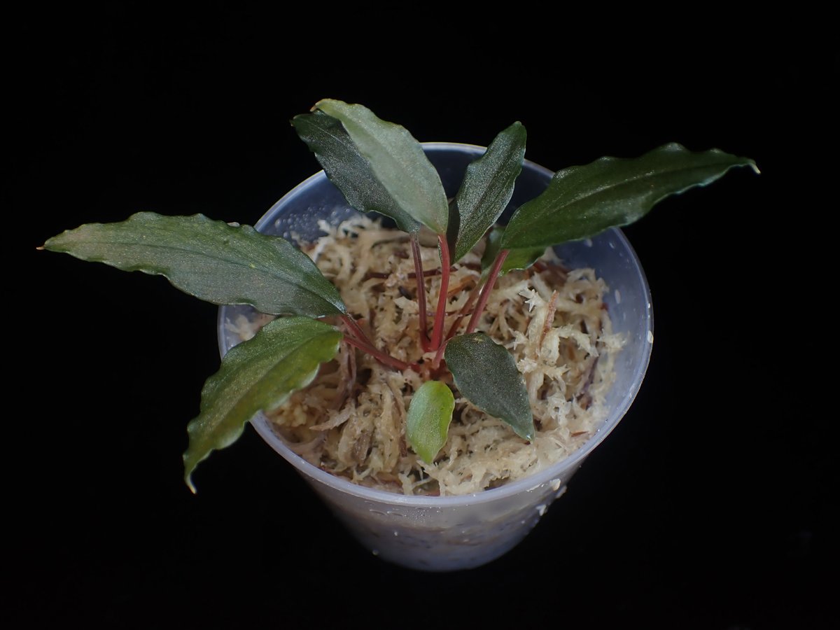 草一（くさいち）w (@w2359099788869) / X