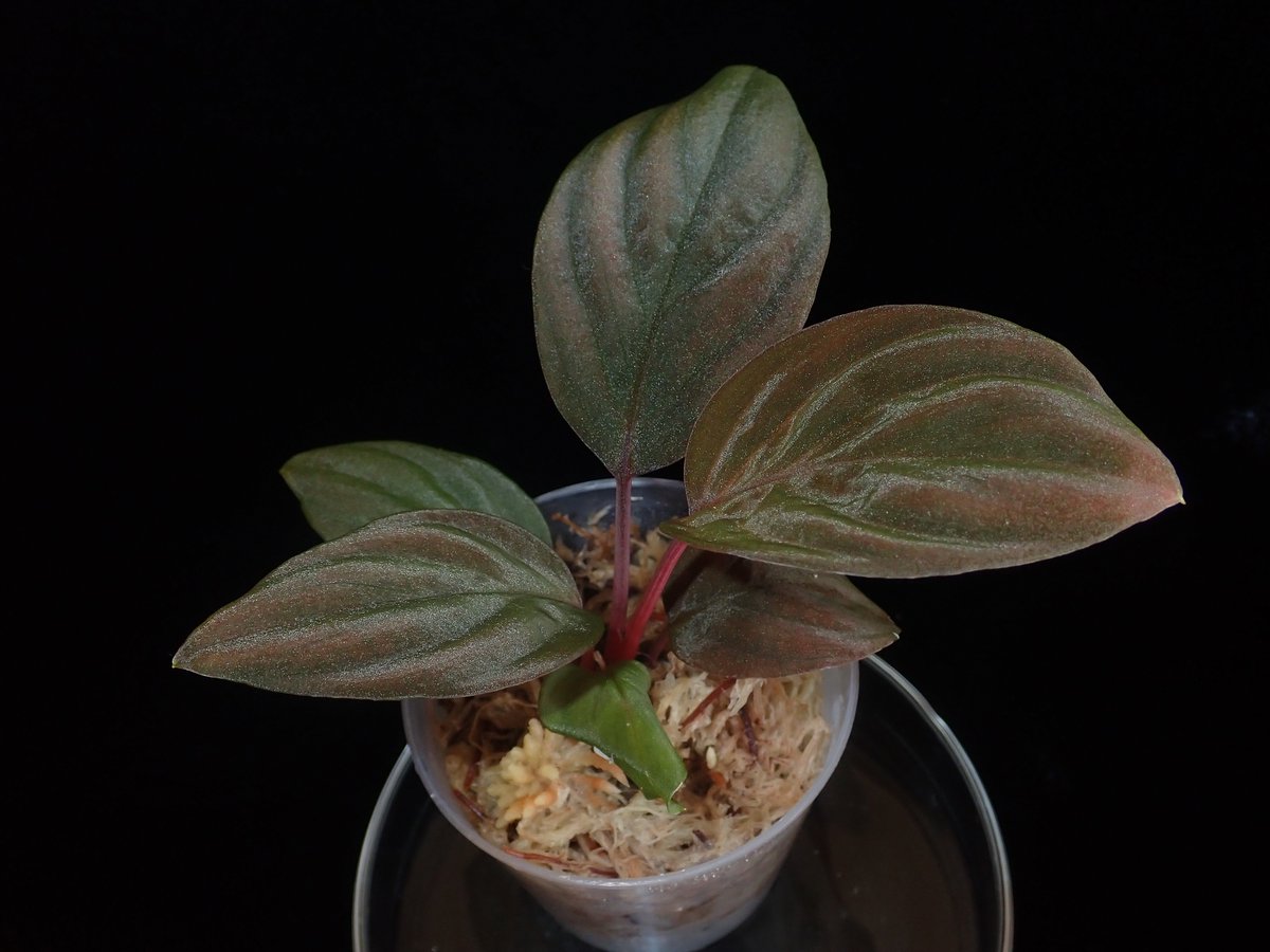 特大 台湾竜眼取木苗木 ロンガン苗 龍眼苗 りゅうがん苗 特大 台湾