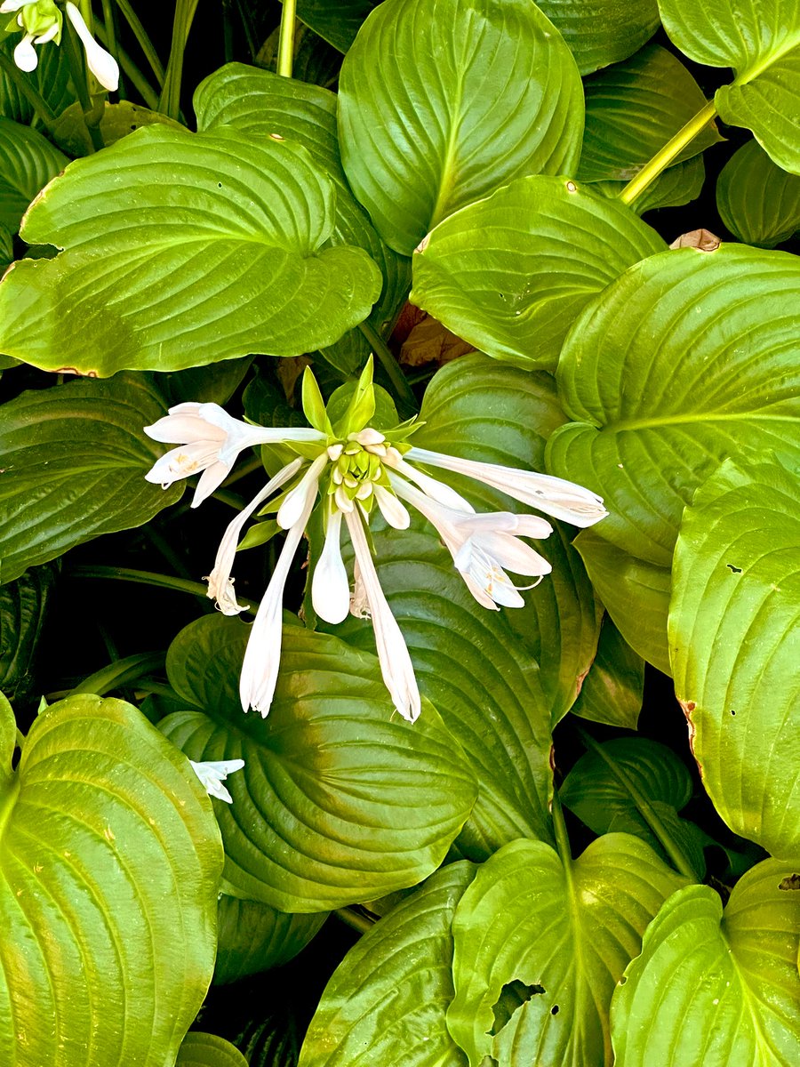 Za lepši početak dana.🙂