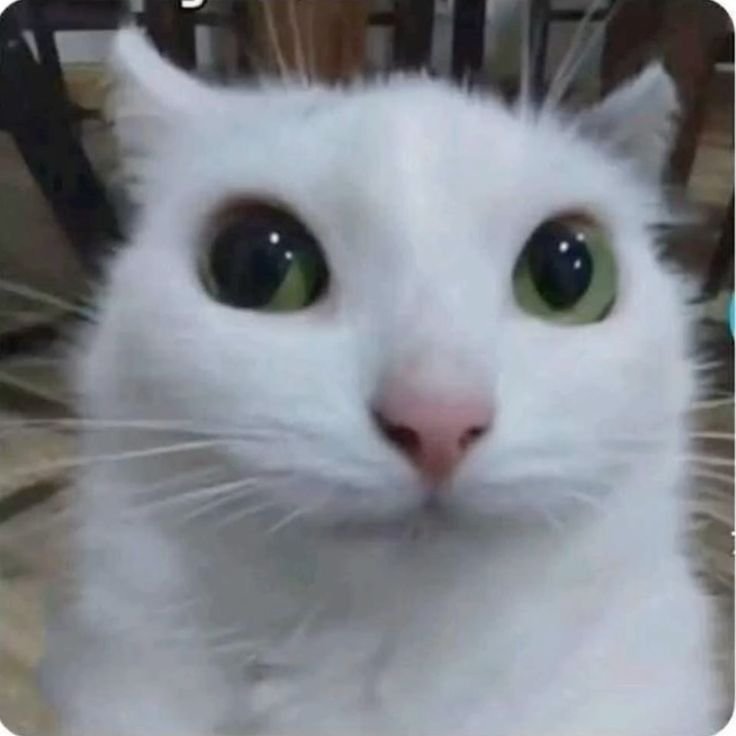 🇲🇽♤Ωᰔᩚ℘ιɔαяσ᭄ Ω♤🇲🇽 tweet media