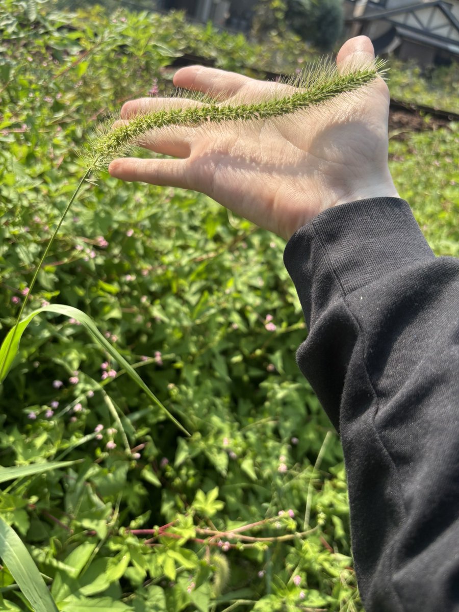 いすかふ tweet media