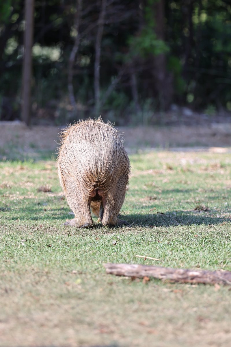 モリゾーかキッコロ