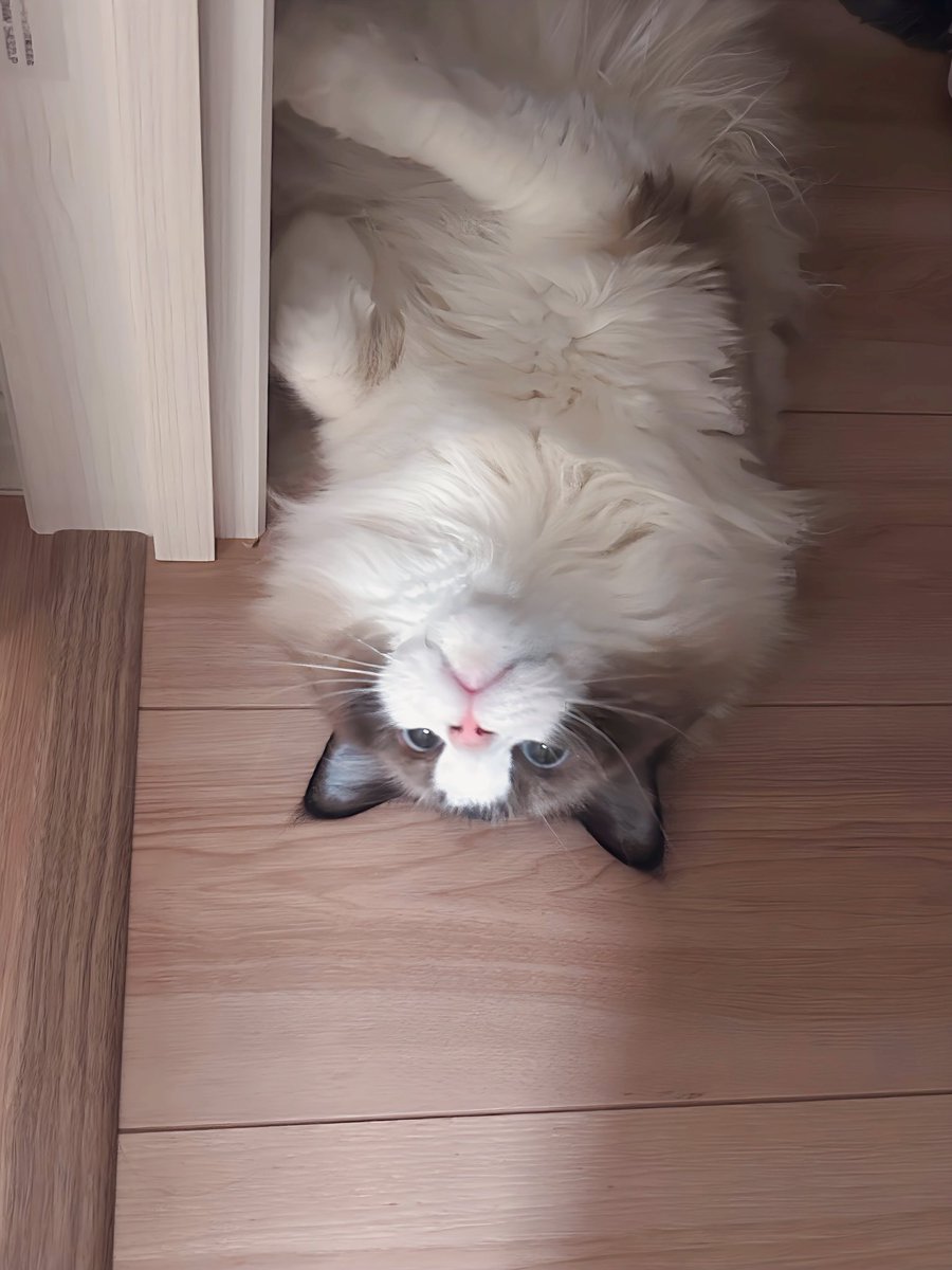 すぐひっくりかえる笑

おはよ🐈