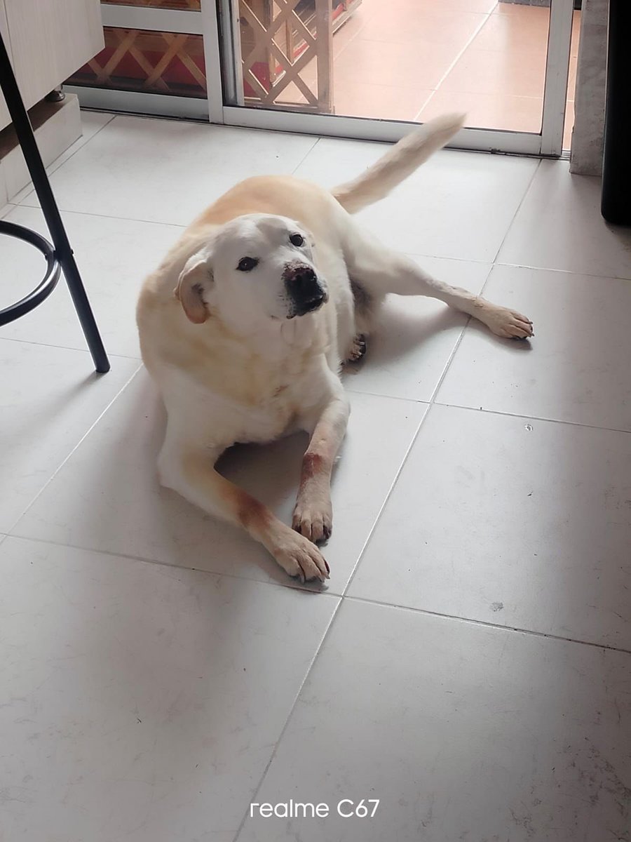 Por favor no le hagan daño a los perritos ni a los gatitos, a ningún animalito, son tan inocentes, vulnerables, libres de maldad, que merecen mucho amor y respeto ✊🏻!