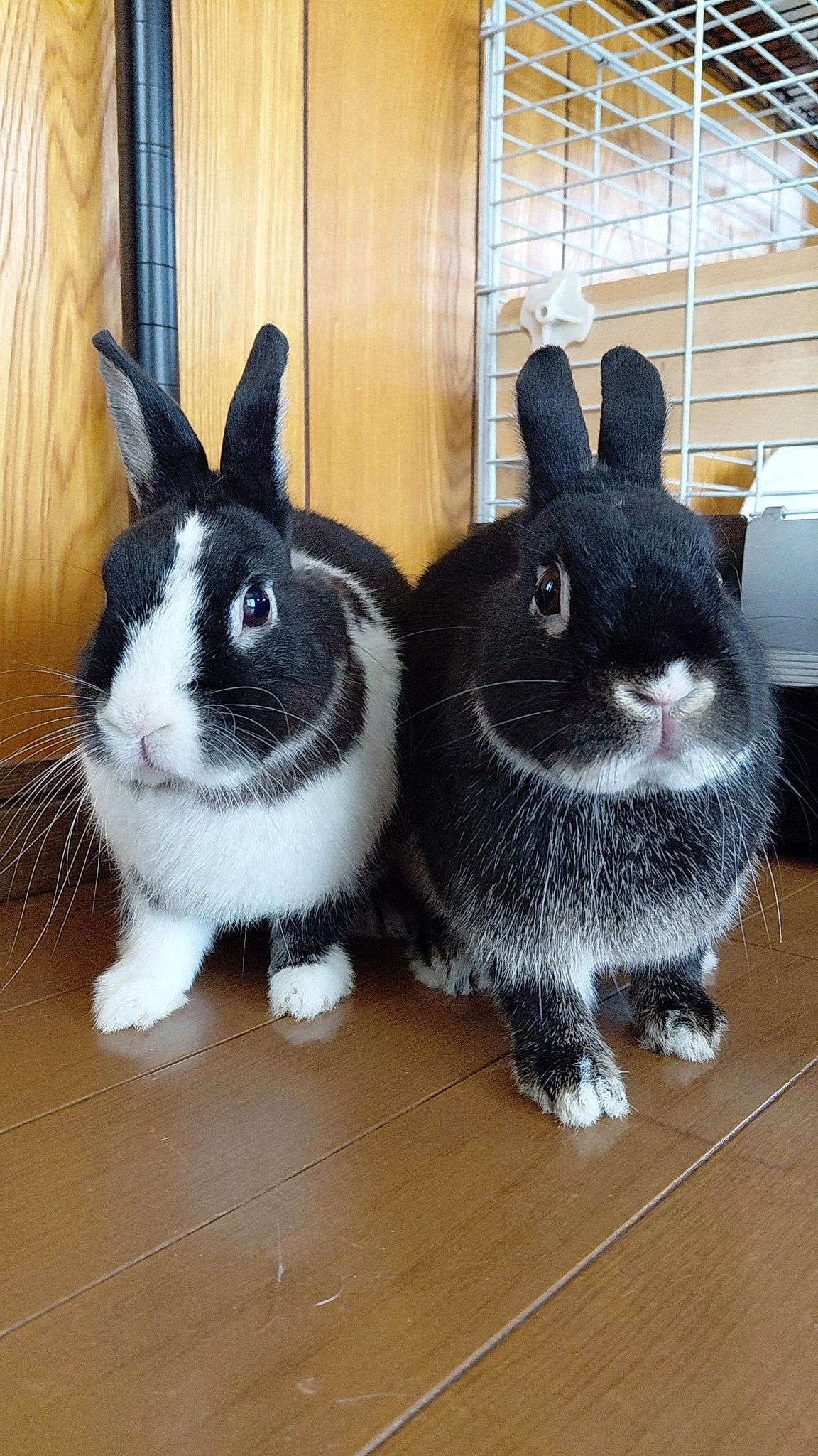 こはく&こちゃ on X: 