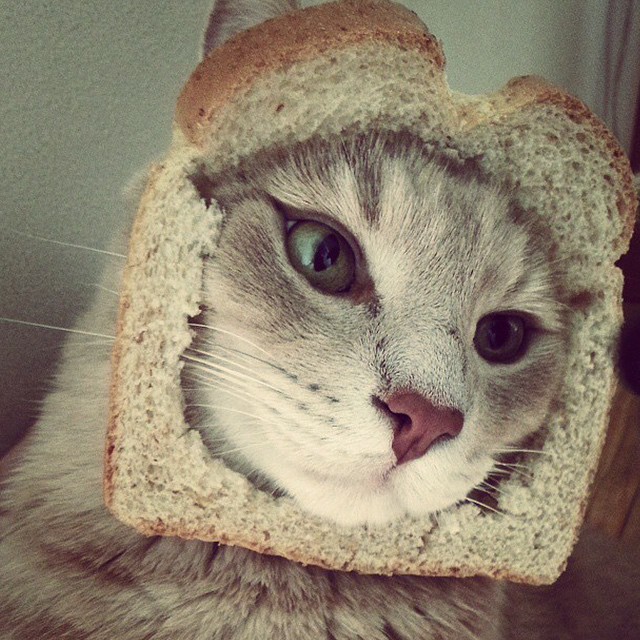 Cat meme with bread on face representing $INBRED token culture