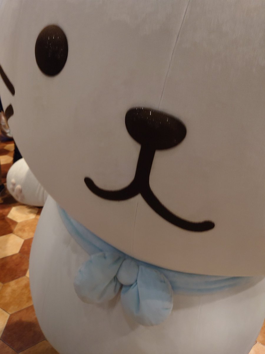 ち、近すぎ〜😻
昨日の8にゃん大集合撮影会の
ふれあいタイムにて

#ふくふくにゃんこ #ふくふくにゃんこ集会