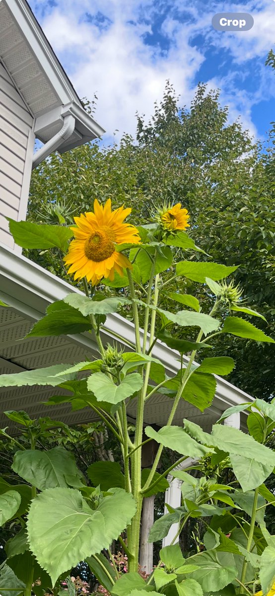 FancyCaroline's tweet image. This gorgeous plant is going to provide lots of late season food for the bees and pollinators! 💛🌻