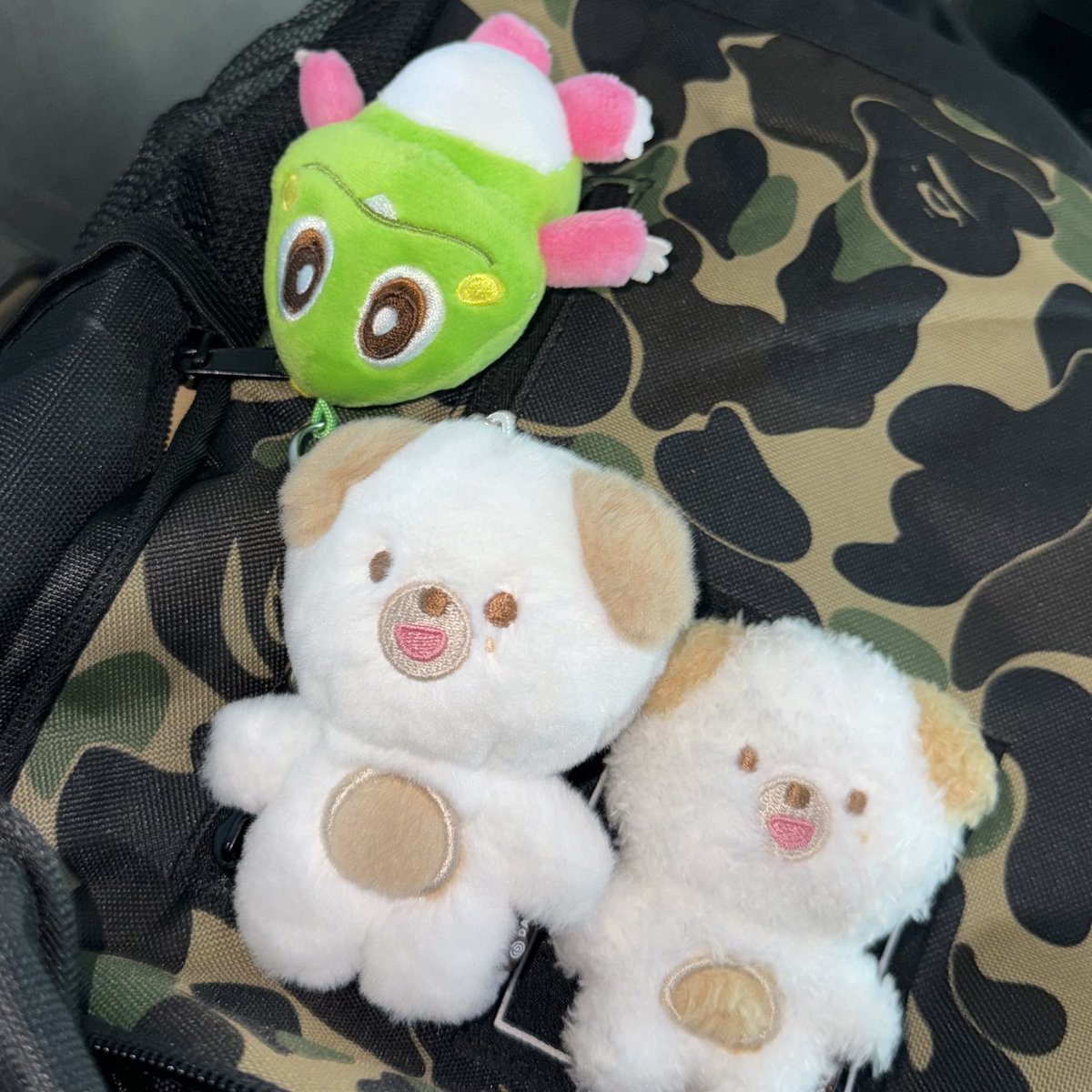 고양이콘에강아지들고가기