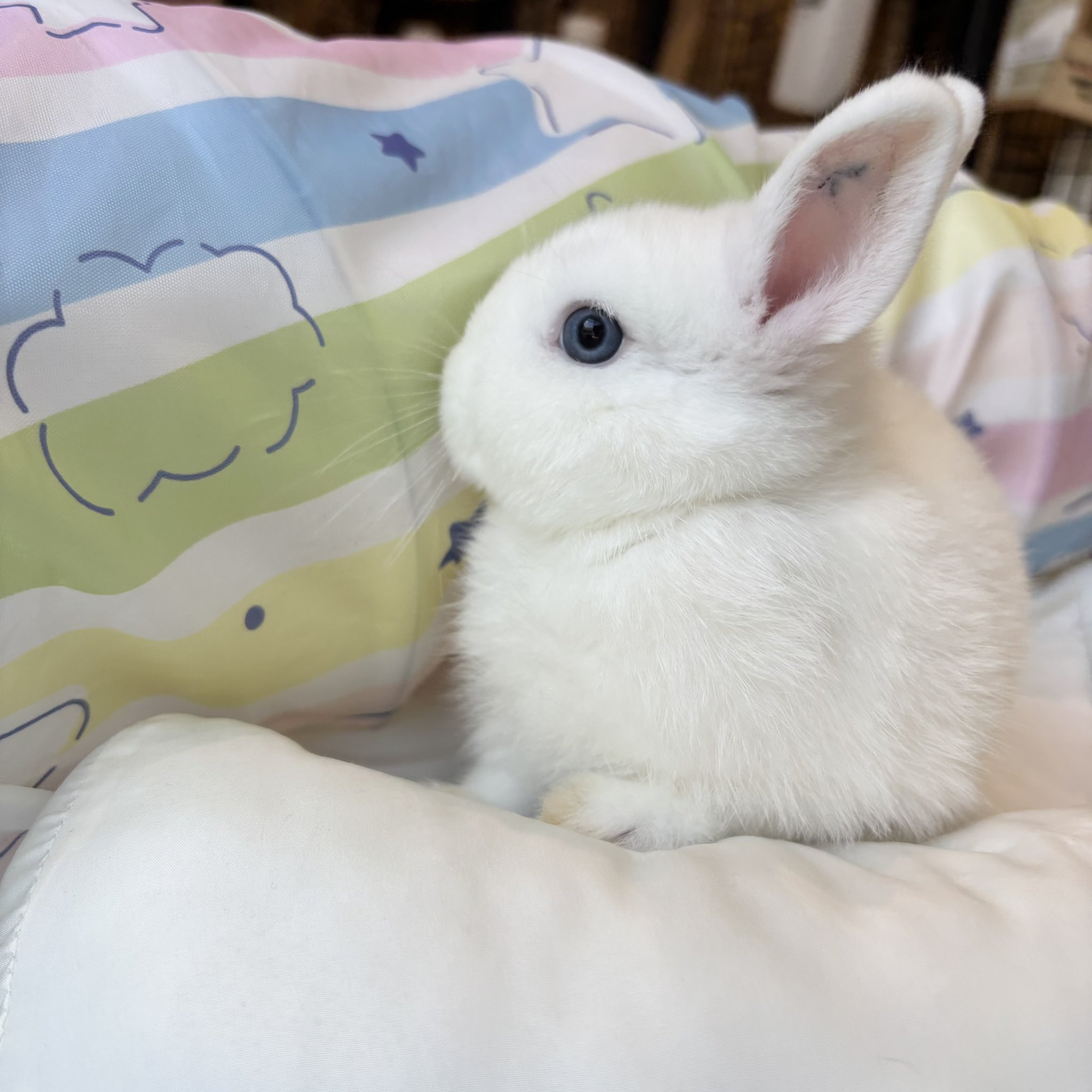 うさぎページ 黒いうさぎさんの透明ステッカー | rabbica ONLINE STORE