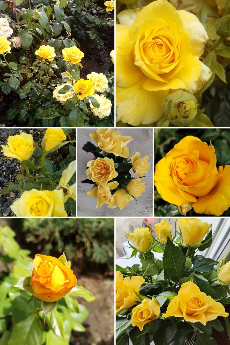 xyzwtf_55's tweet photo. When u cant sleep at 4am in the morning the best thing u can do is to post on X😆
Happy #YellowSunday everyone!
#photographer
#photography
#roses 🇷🇴
#favcolor https://t.co/AGOpbm37AU