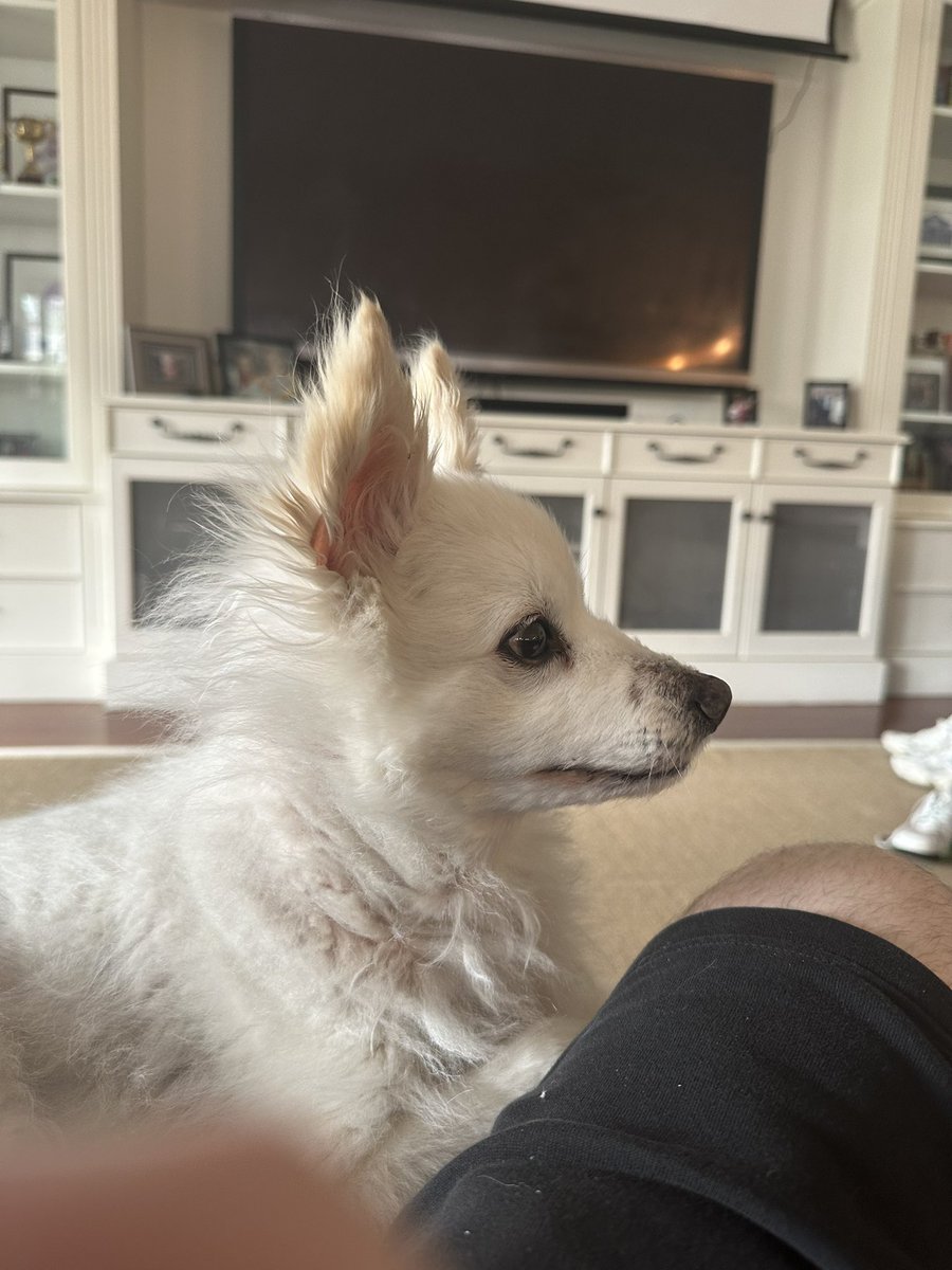 For anyone in a bad mood, here is my dog going from HAPPI to LOCKED IN 

He is the best boi