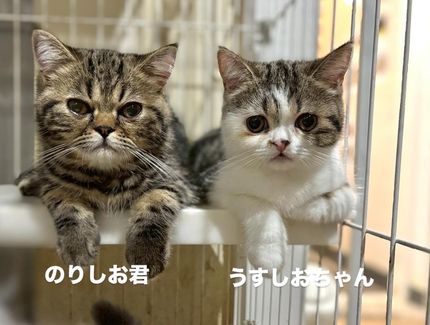 ねこ◎トラブル防止の為プロフ必読専用　① 楽天市場】脱走防止ネット Pawaboo 脱走防止網 猫 犬 ベランダ