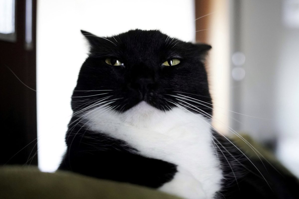 Taken in the same spot… is this really the same cat?