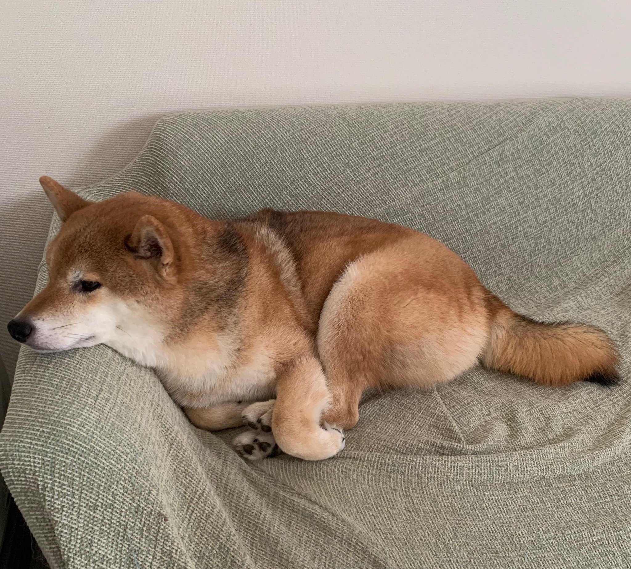 柴犬くぅ助 on X: 