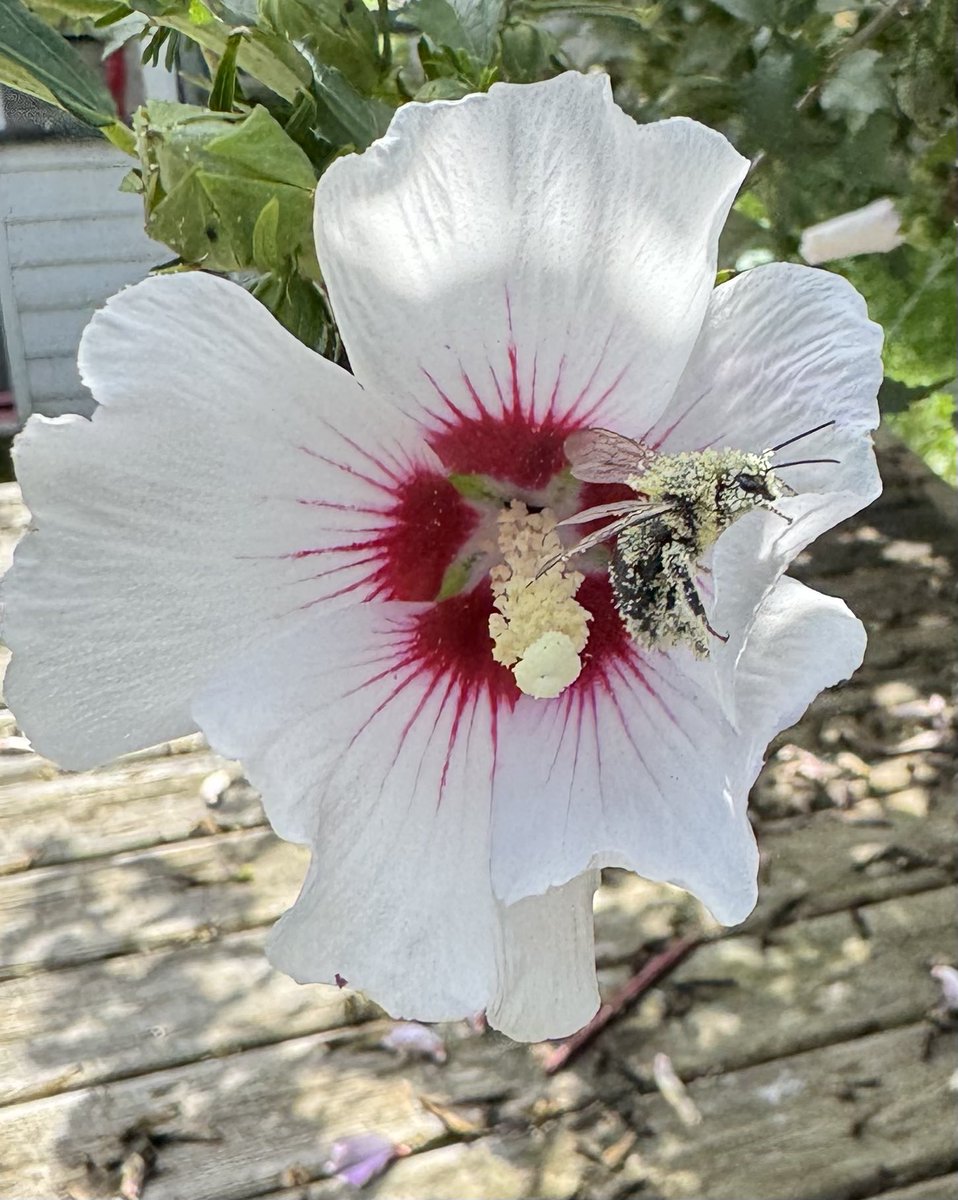 heretic conker tweet media