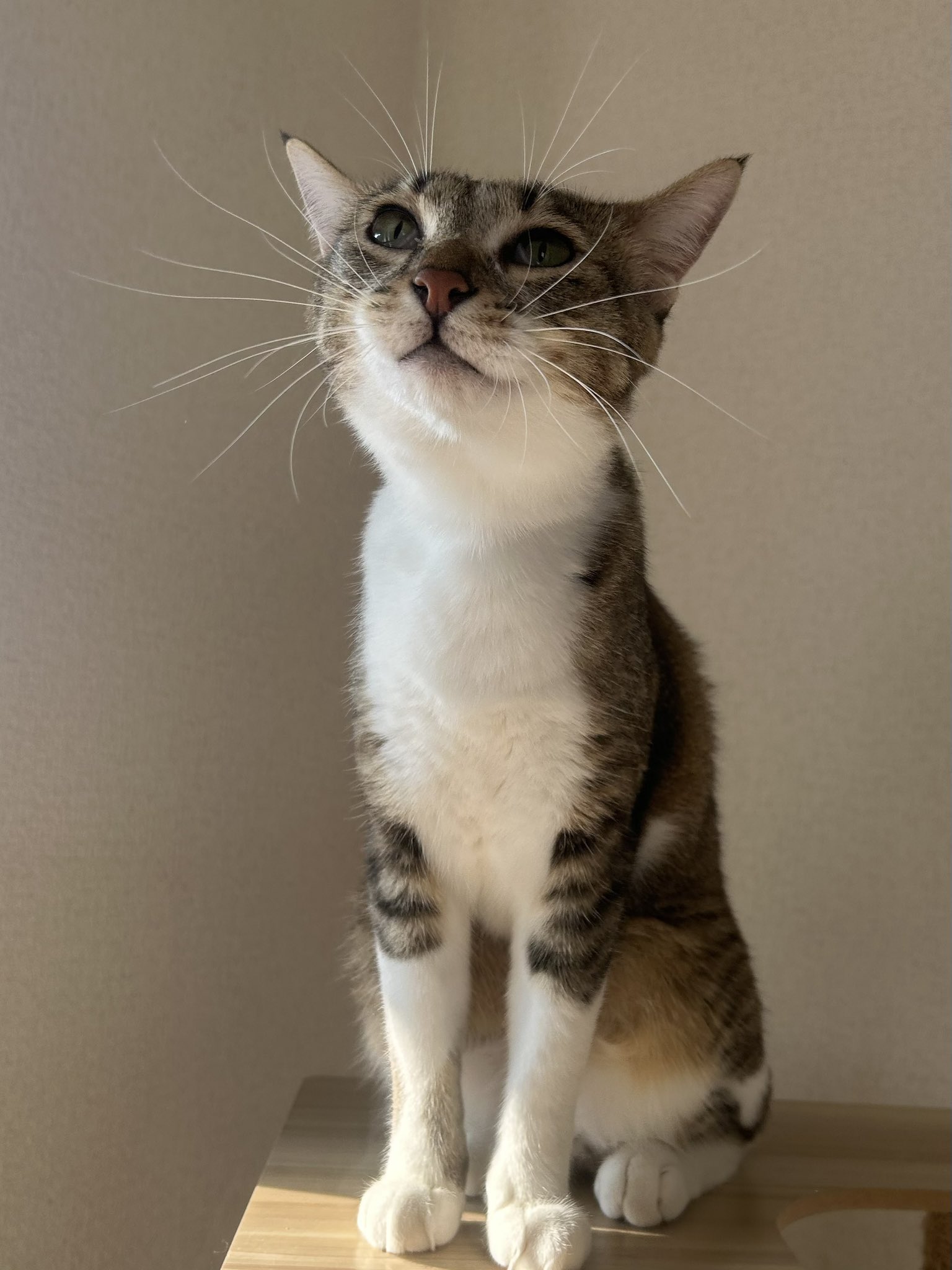 猫ページ໒꒱· ゜ 1621473823-2520x2992.png.1.