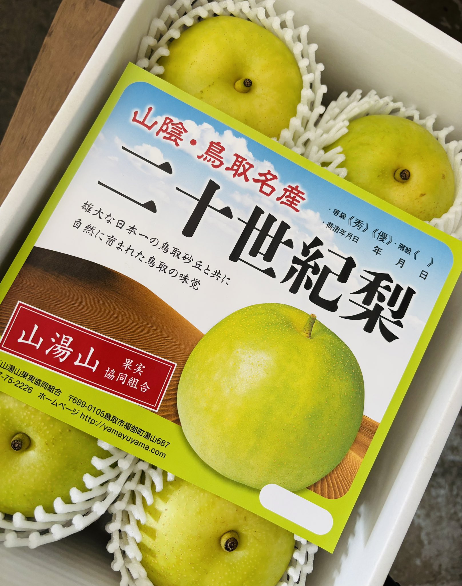 ★パキラ★　秋の味覚、果物、リスさん ☆パキラ☆ 秋の味覚、果物、リスさん 杉浦未幸(美雪)Miyuki