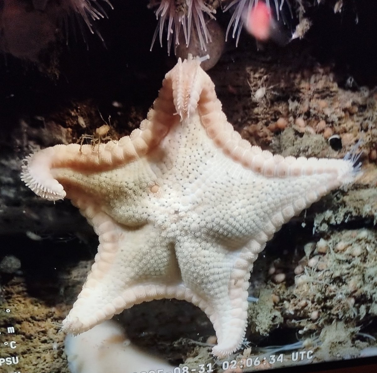 X favor alguein que le ponga el termo abajo del brazo y el mate en el otro