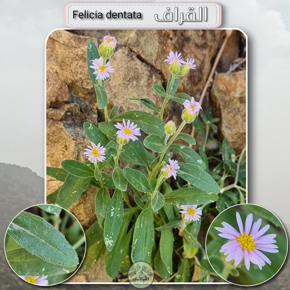 #القراف
Felicia dentata
من نباتاتنا البرية الجميلة والأصيلة ، تشبه الاقحوان .
تنتشر من مرتفعات المدينة وعبر جبال السراة الى اقصى الجنوب .
لم اقف على اسم محلي لها ، وعند النباتيين تسمى القراف ، وهي احد نوعين تشتركان بالاسم .

التوثيق من جبال الفقرة غرب المدينة المنورة
#نباتات_برية
