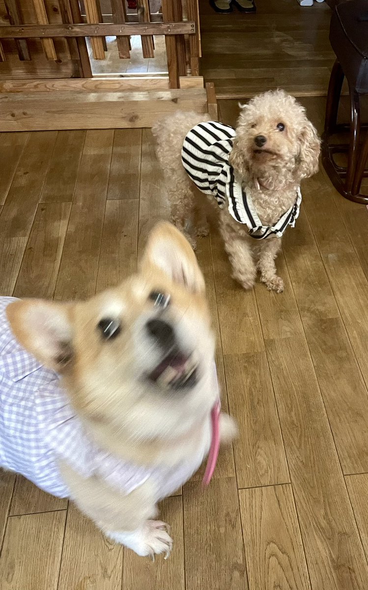 今日のおうちランチ𖤣𖠿𖤣
犬たち大好きフォカッチャ＆パスタ🍝パスタは鮭とクリームチーズのレモン味🍋

糸島の米粉と全粒粉使ってる
今日また糸島に買いに行こっ

ランチ食べて糸島へ🚗³₃

#おうちランチ #ランチ
#手作りパン #パスタ
#米粉 #全粒粉 #糸島
#コーギー #トイプー #チワワ
#デカチワワ