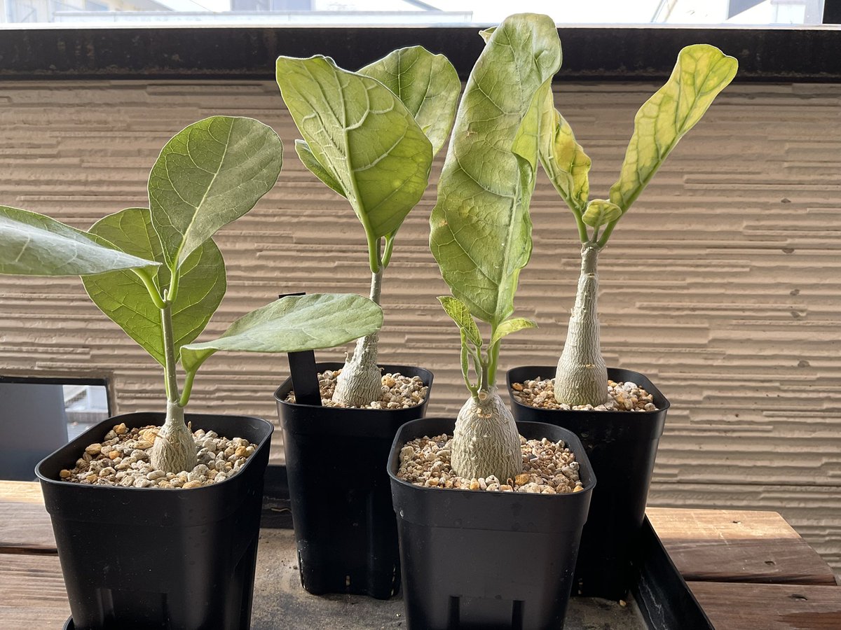 🌱フォロワーさん800名記念🌱

日頃の感謝を込めまして、当ポストをリポストされたフォロワーさんに抽選で✨8名の方に✨灌木塊根の実生をプレゼント‼️

応募は9/7（日）迄

象の木、バルサミフェラ、ファガロイデス、フォッケア等✨

欲しい株がある場合はリプにて🆗
ツリーに注意事項あります⚠️