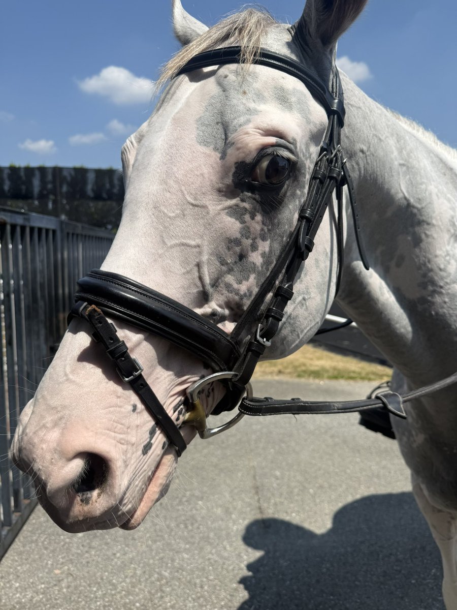 お散歩か - Cerca / X