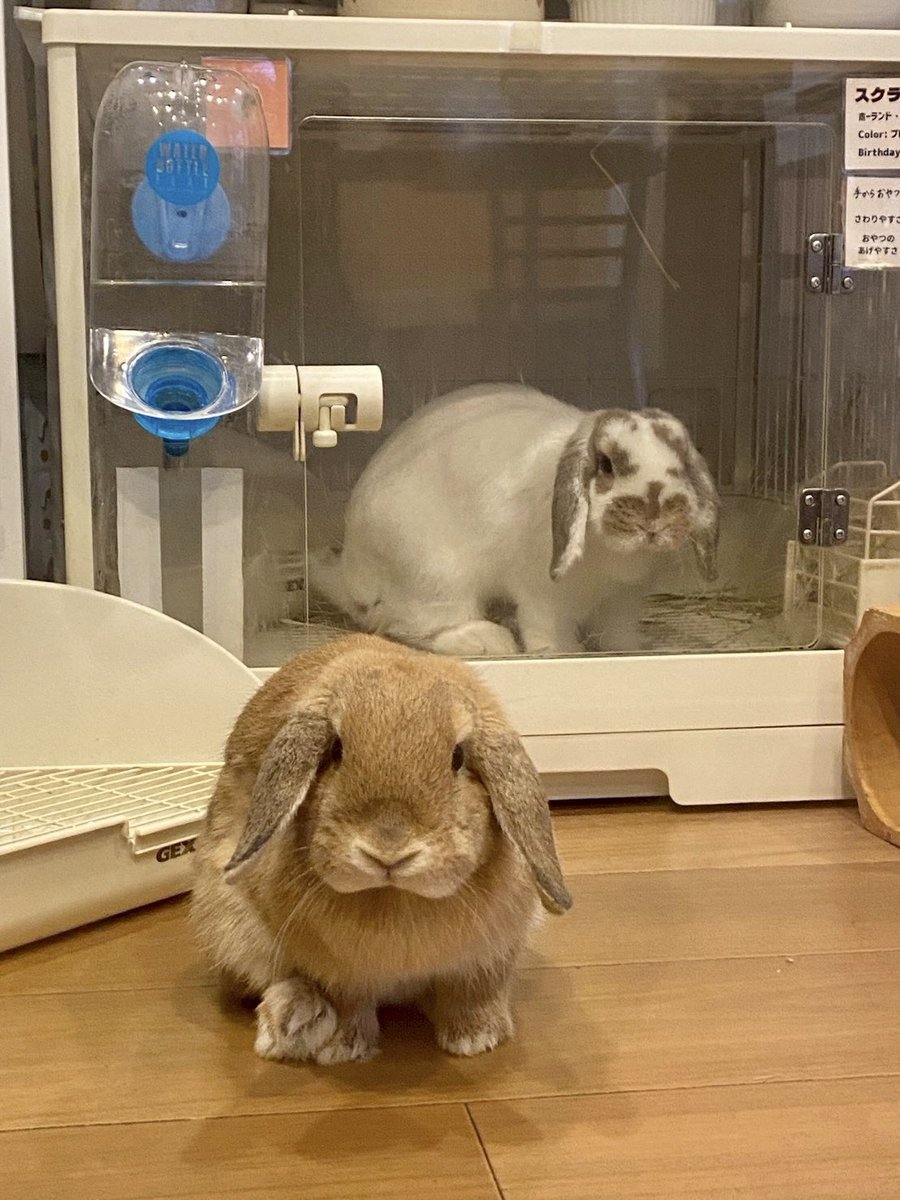 cafe_mignon's tweet photo. 本日もオープンしました✨
どの時間帯もご予約いただいていますが、今のところまだお席に余裕がございます😊
当日予約はお電話をお待ちしています📞0422-26-7972

カメラ目線な2匹💕

#ミニヨンH001 #ミニヨンスクラ
#うさぎカフェ #rabbitcafe https://t.co/ID9b2ci4Ba
