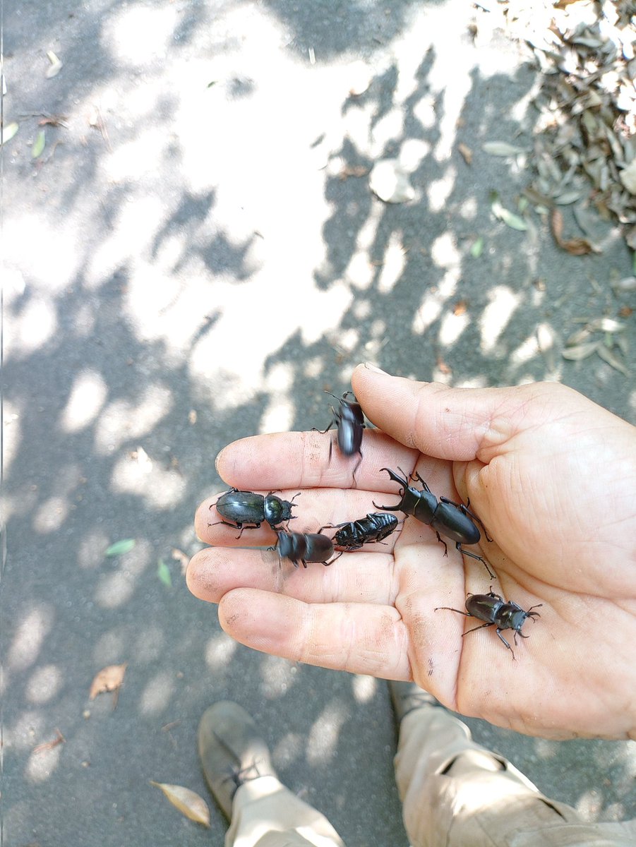 メイン樹種の樹液が枯れてミヤマ、ノコギリ、カブトが居なくなる秋にかけてシラカシ、アラカシの木にはコクワ天国が再来。
早夏に比べるとスジはあんまりいない。
デカいコクワ探すなら今か？🤔