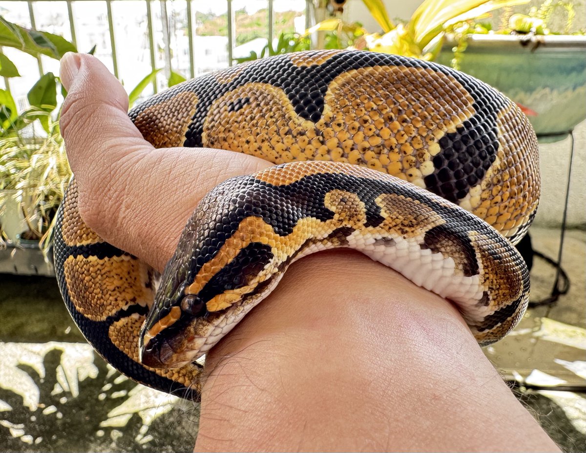 怒られてシュン…としてるみたいw
(飼主の首を絞めて外された後)