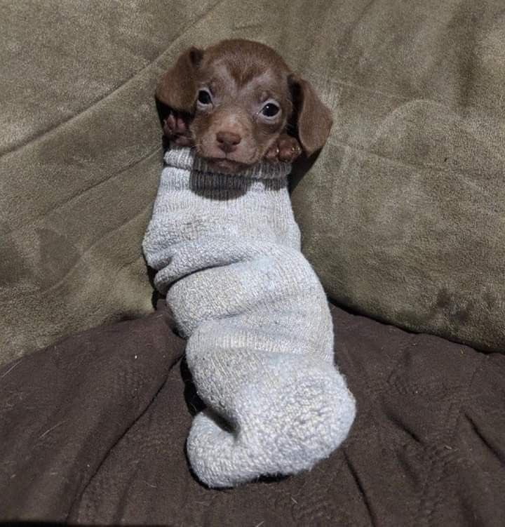 💖 (@twaniimals) on Twitter photo 