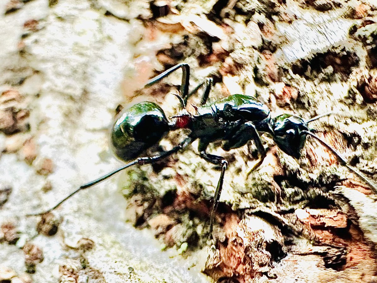 🐜アリかわいがり隊🐜 tweet media
