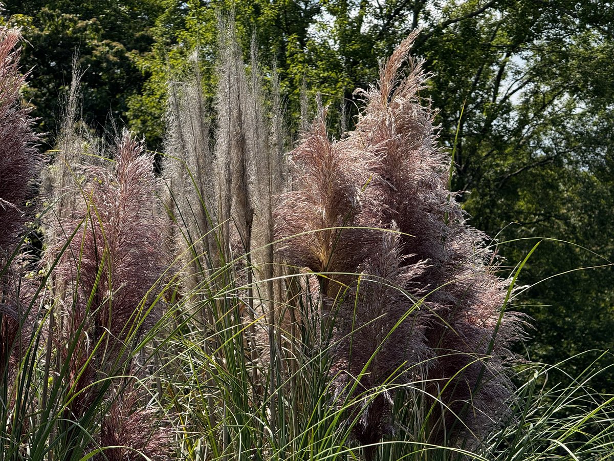 パンパスグラス - Search / X