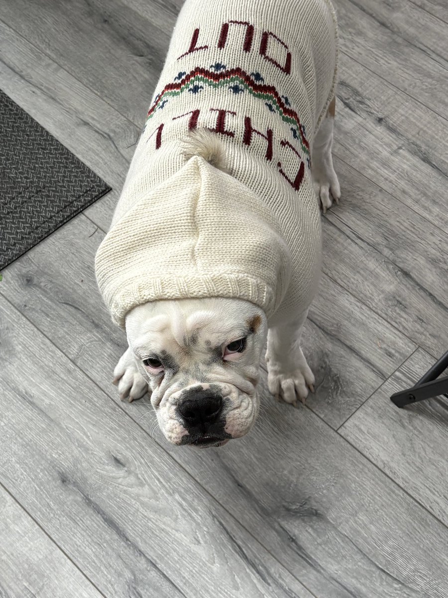 I wondered if any of Nugget’s coats would fit Bourbon so I tried them all on him and he was not impressed 🤭😂 he kind of inherited the “I’m frozen and can’t move” stance from Nugget 😂