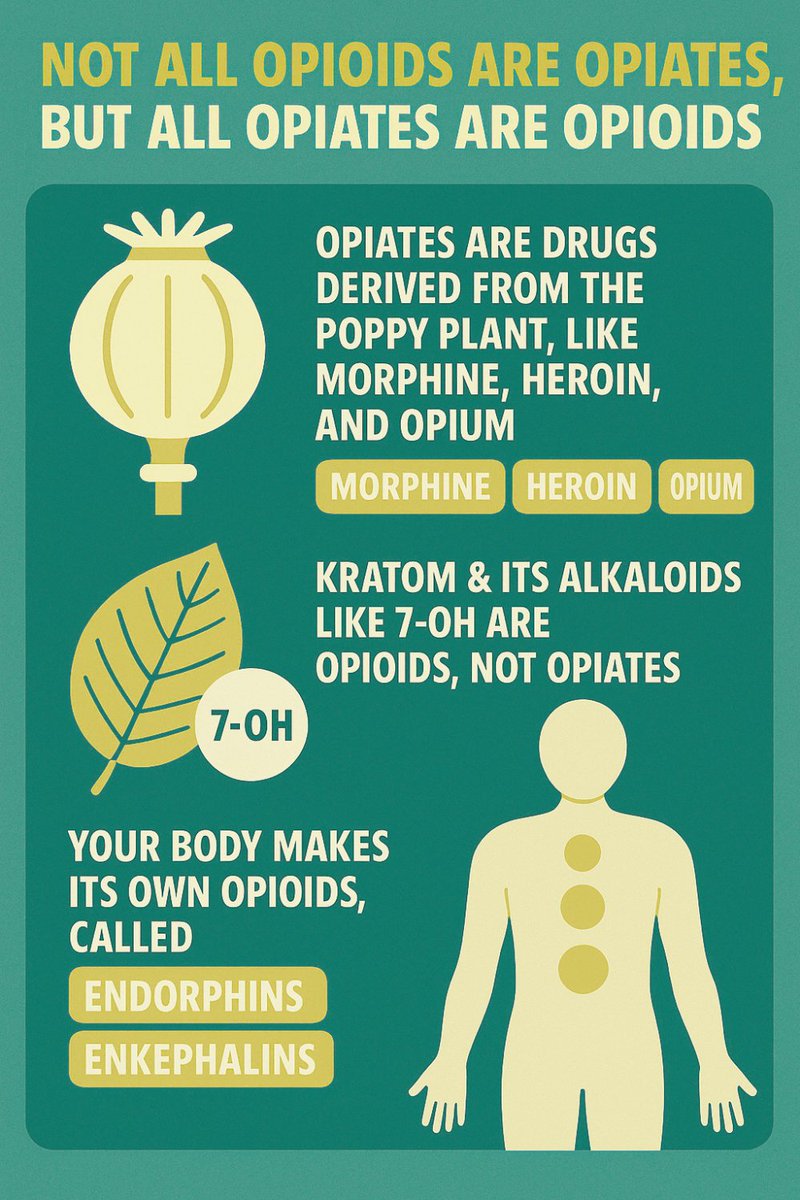 drmicheleross's tweet image. 7-OH is not an opiate, neither is mitragynine.  

The kratom plant contains atypical opioids that different in both structure and function from traditional opioids in how they work to produce pain.  

#save7OH #kratom #opioids