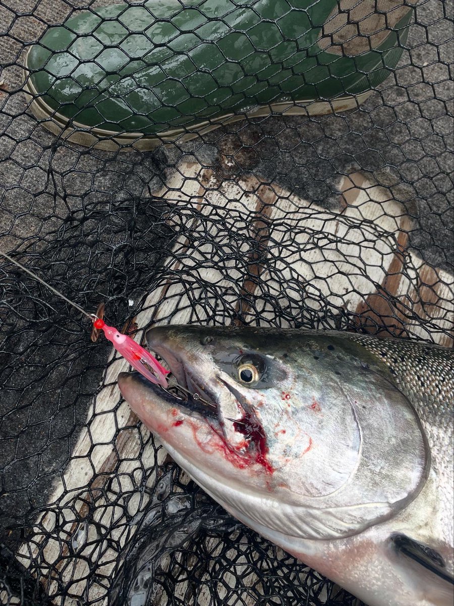 Cody Allison 🎣 tweet media