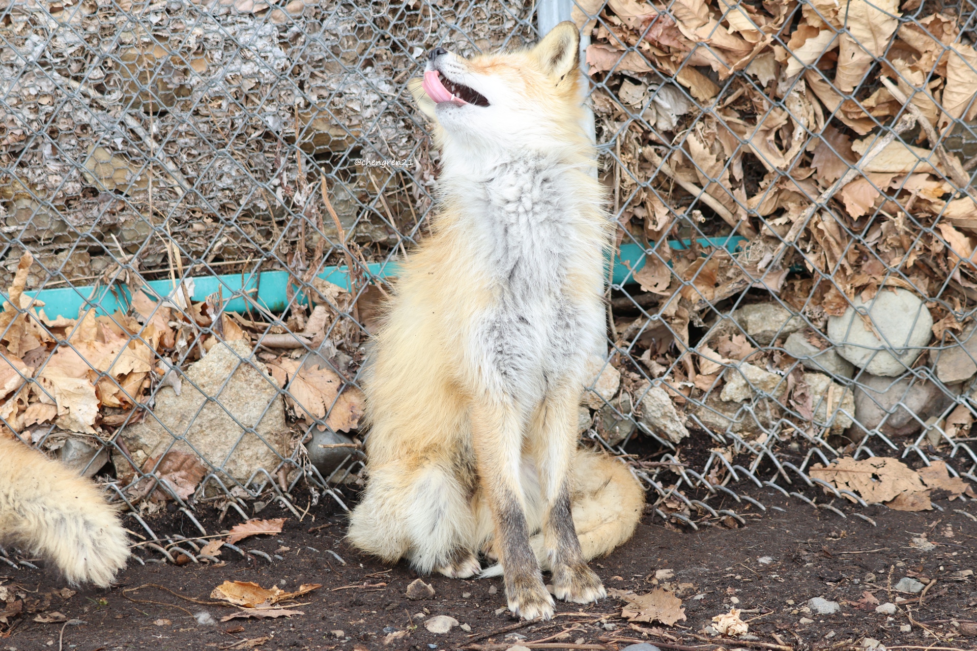 Cheng-Ren🦊🐺 on X: 