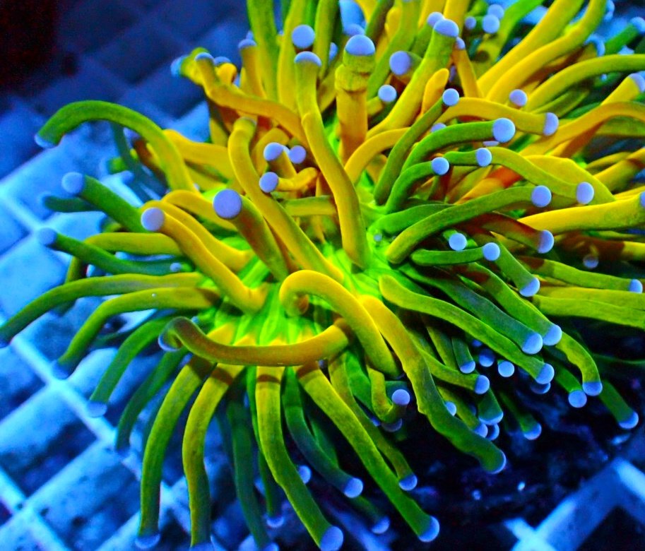 HaleBoppCoralsかいぞく (@HaleBoppCorals) / Posts / X