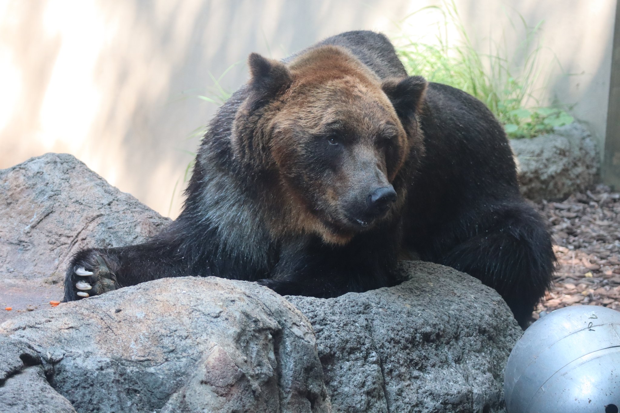 ちょびん様　　クマ 桃色のクマさんが出来ました 5cmのコダマちゃんです とても
