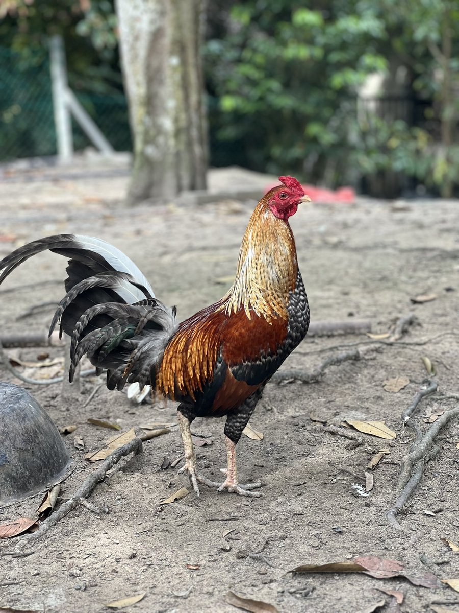 Induk2 jantan di <a href="/AyamLepasMY/">Ayam Lepas Lenggeng 🐓☀️</a> 

Gambar 1: kg asli
Gambar 2: rhode island red X kg asli. Badan atletik, tapi bulu merah
Gambar 3: kg asli putih
Gambar 4: kg aski kurik merah

⬇️