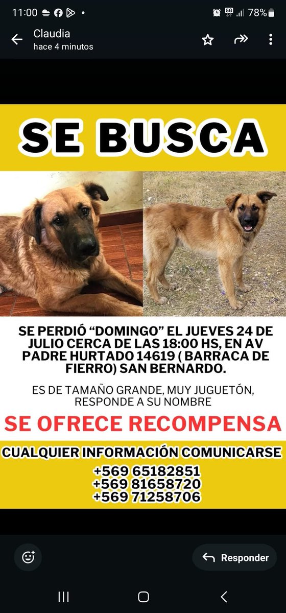 Aún no parece, su flia lo busca  perdido en #sanbernardo si lo ve retener y llamar al número de contacto rt