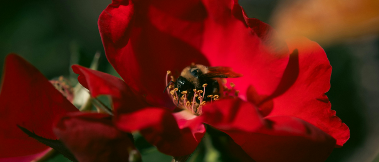 LUX_Lutetia's tweet image. Vous vous trouvez « au seuil du présent », avec seulement un #instant pour fortifier votre être. Allez-vous l&apos;#utiliser pour « cultiver la paix intérieure » ou ressasser vos griefs ?