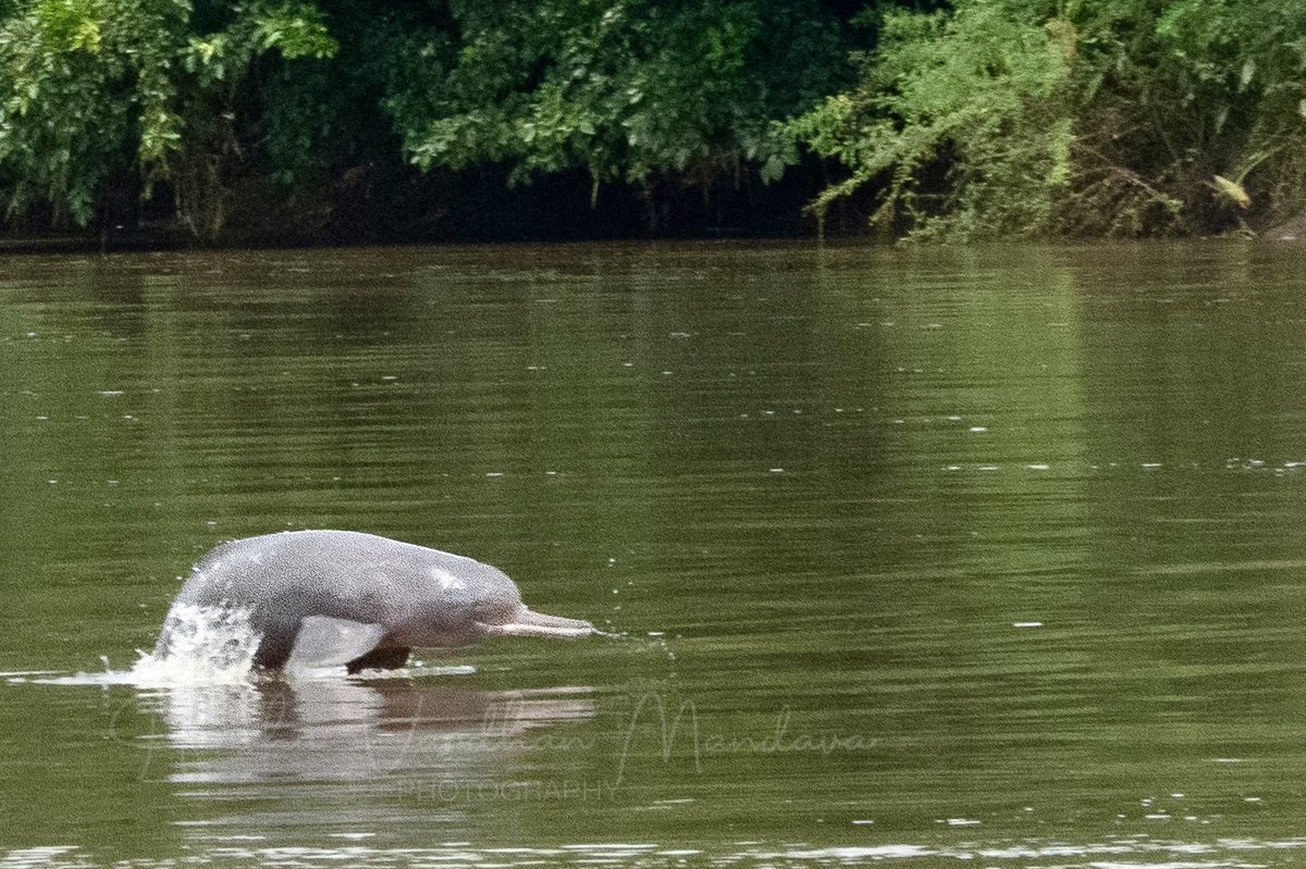 Harsha Vardhan Mandava (@mharshaips) on Twitter photo Both searching the stream,
one with lens and one with song -
a fleeting world shared
#haiku #NaturePhotography #Dolphin #IndiAves
<a href="/nehaa_sinha/">Neha Sinha</a> <a href="/CHLOROPSIS/">SUVRAJYOTI CHATTERJE</a> Both searching the stream,
one with lens and one with song -
a fleeting world shared
#haiku #NaturePhotography #Dolphin #IndiAves
<a href="/nehaa_sinha/">Neha Sinha</a> <a href="/CHLOROPSIS/">SUVRAJYOTI CHATTERJE</a>