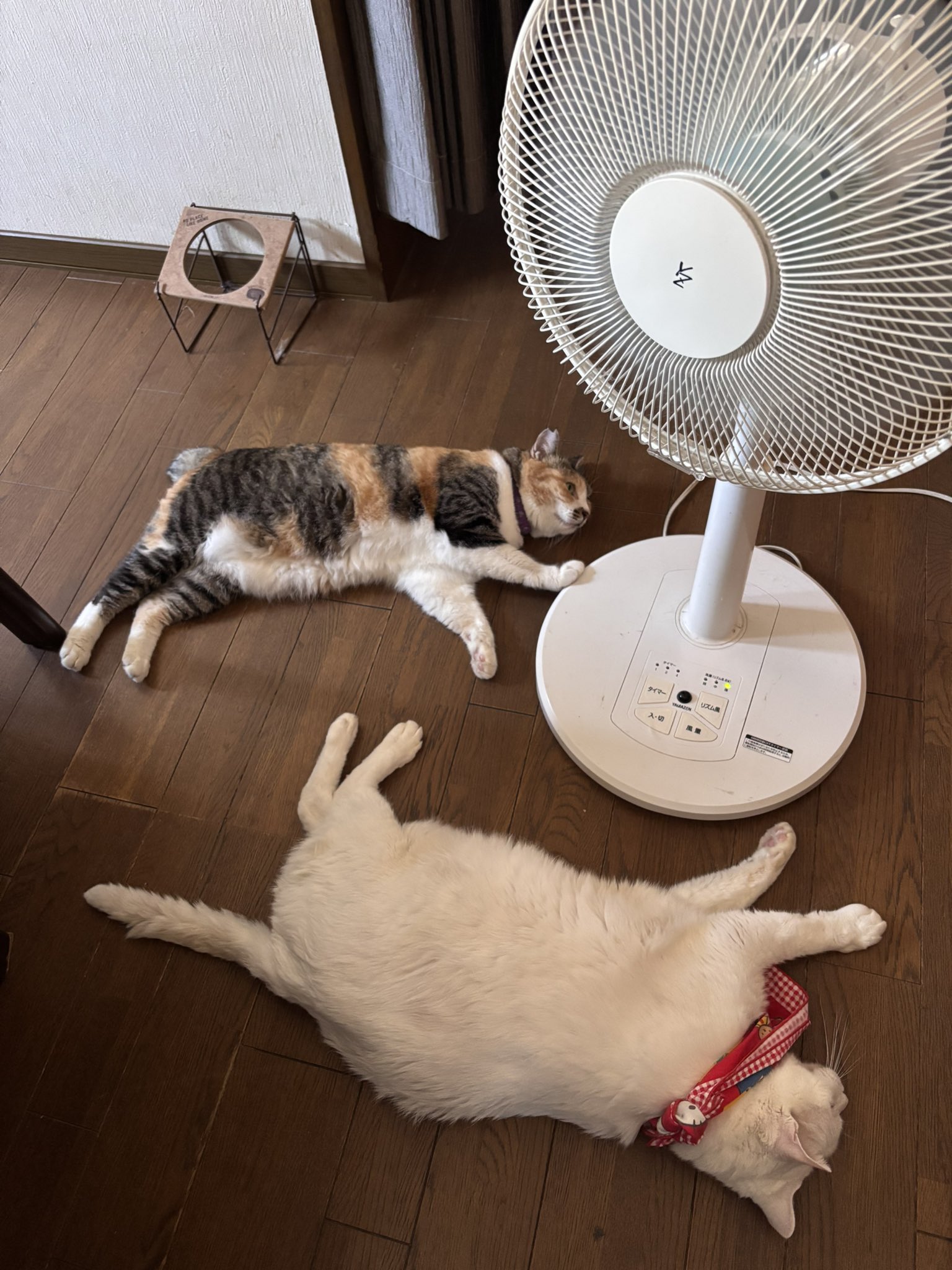 msmnのため購入できません。 maxzen 人感センサー付き自動開閉ゴミ箱 31L JG031MT01 (ゴミ箱