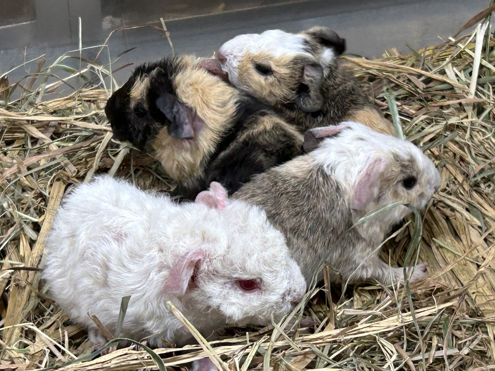 上野動物園［公式］ on X: 